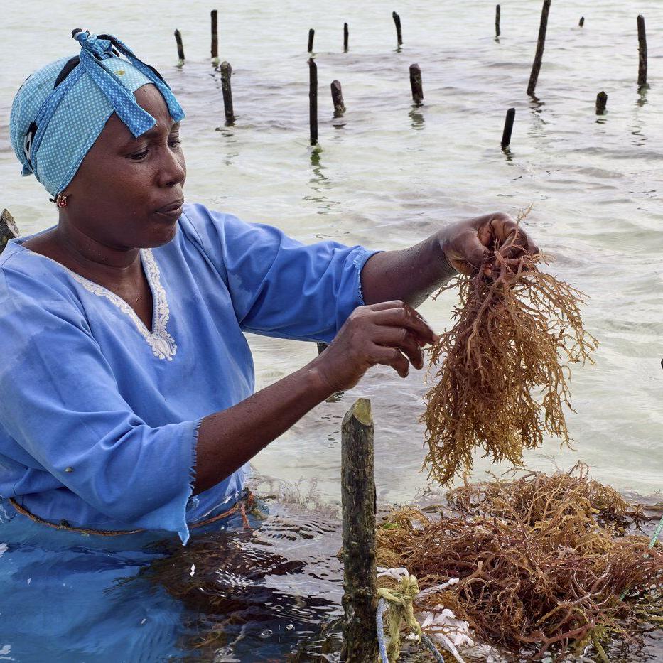 Zanzibar is seeing a seaweed boom. Can the women collecting it cash in?